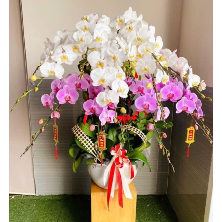 Điệp Hoa May Mắn
