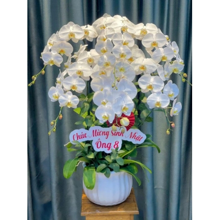 Hồ Điệp Ánh Sáng