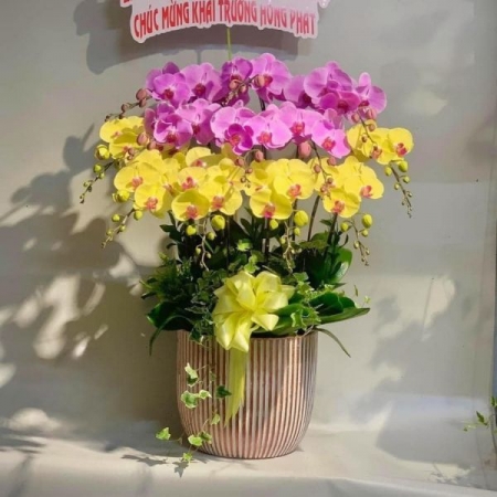 Cánh Điệp Nở Rộ