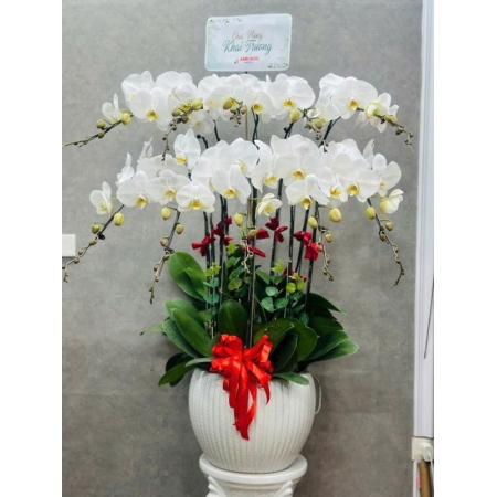 Hương Điệp Quý Phái