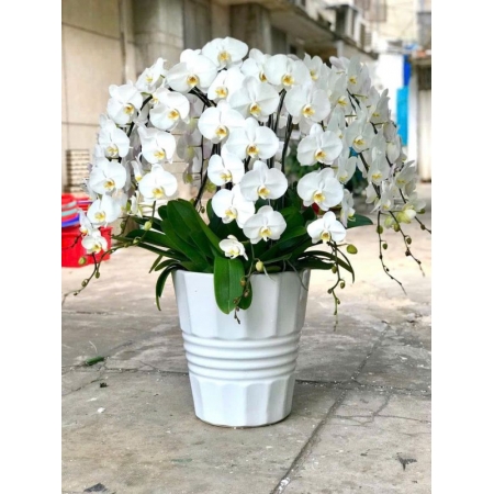 Sắc Điệp Bình Yên