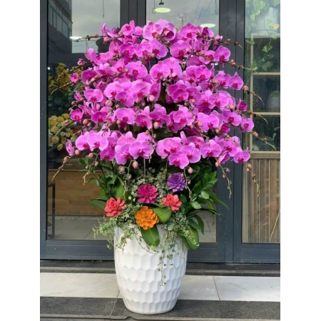 Hồ Điệp Vương Giả