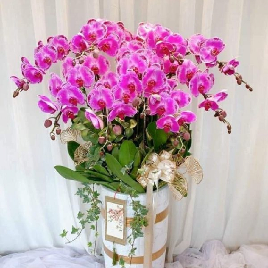 Shop Hoa Lan Hồ Điệp Long Khánh đẹp giá rẻ