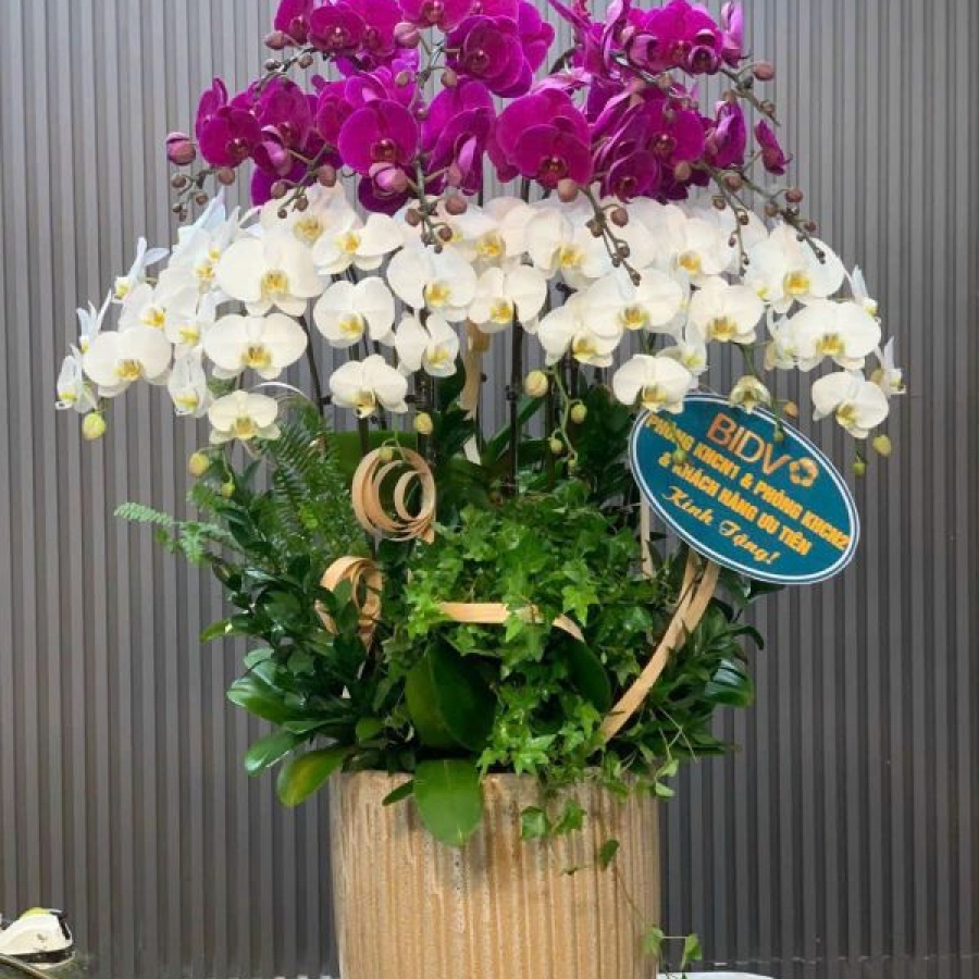 Shop hoa Lan Hồ Điệp quận 12 giá rẻ giao tận nơi