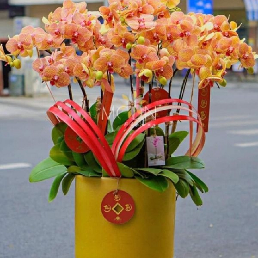 Shop hoa Lan Hồ Điệp quận Tân Bình