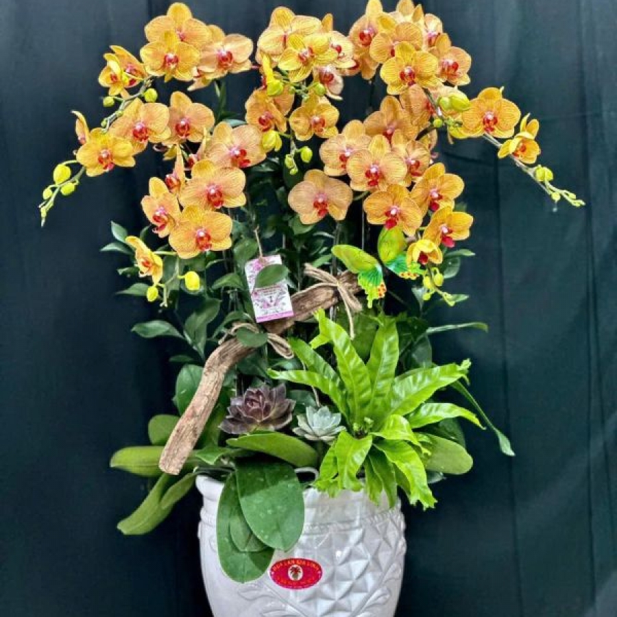 Shop hoa Lan Hồ Điệp quận 11 - Hoa chất lượng giá rẻ